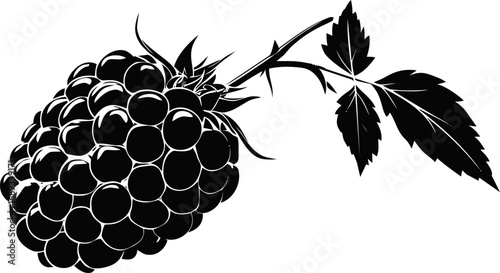 Black and white  of raspberry with leaves. Vector illustration