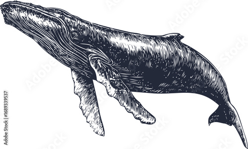 Ink sketch of a humpback whale swimming with detailed texture illustration. Vector illustration