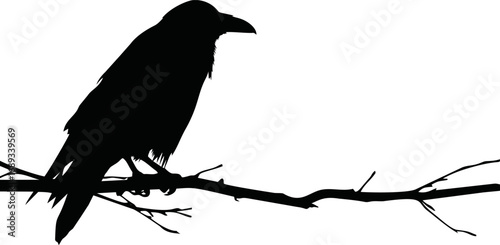Silhouette of a raven perched on a bare branch with. Vector illustration