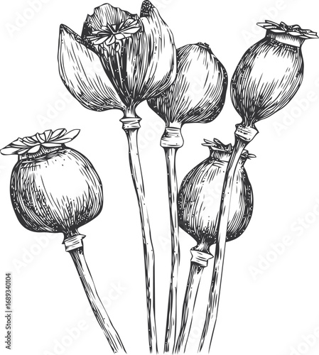 Black and white hand-drawn poppy capsules and flowers in a sketch style. Vector illustration