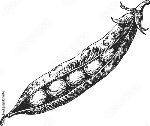 Black and white sketch of an open pea pod with peas inside. Vector illustration