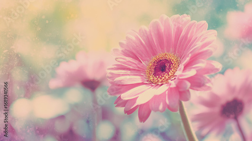 Elegant wedding invitation card background watercolor pictures Natural little a Gerbera flower field in a lifestyle style expressing wonder with pastel floral shades and golden lighting harmony
