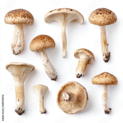 A captivating collection of diverse mushrooms, artfully arranged to showcase their unique shapes and textures