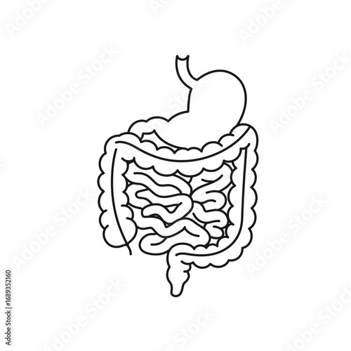 Line Drawing of Human Digestive System