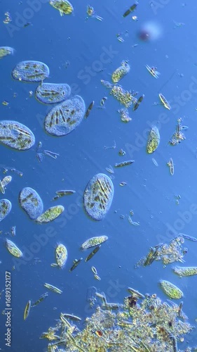 Microscopic View of Single-Celled Ciliates and Diatoms at 100x Magnification