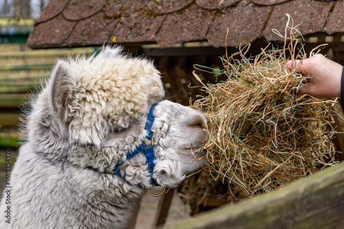Alpaca eating hay offered by human hand