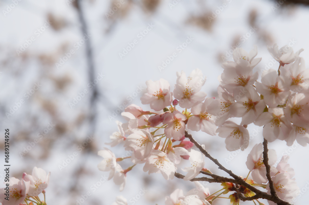 淡いピンク色の桜の花が枝に咲き誇る、春の訪れを感じさせる情景 淡いピンク色の桜の花が枝に咲き誇る、春の訪れを感じさせる情景