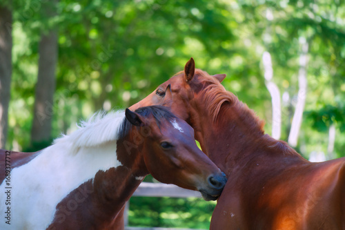 Fotografía ノーザンホースパークで寄り添う、仲睦まじい二頭の馬