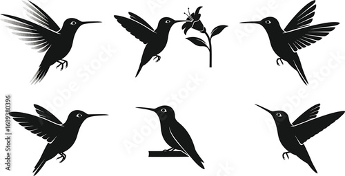 Set of hummingbird silhouettes, showcasing various poses and wing positions, perfect for nature themed designs