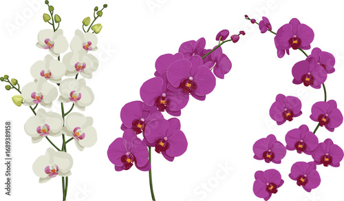 Beautiful white and purple orchid flowers in elegant botanical arrangements, tropical floral design, detailed nature illustration, isolated on white background, decorative flower art