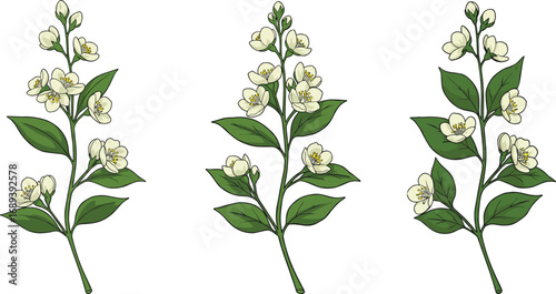 White jasmine flower branches with vibrant green leaves, blooming flowers, fresh botanical illustration, nature, spring blossoms, delicate petals, garden plant, floral design