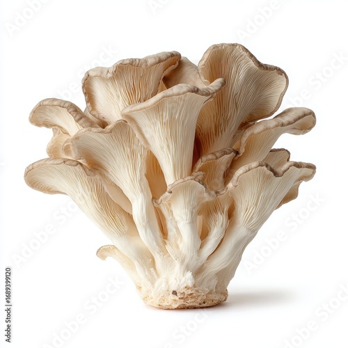A cluster of oyster mushrooms, a culinary delight and a feast for the eyes. The intricate details of these edible fungi are captured with precision