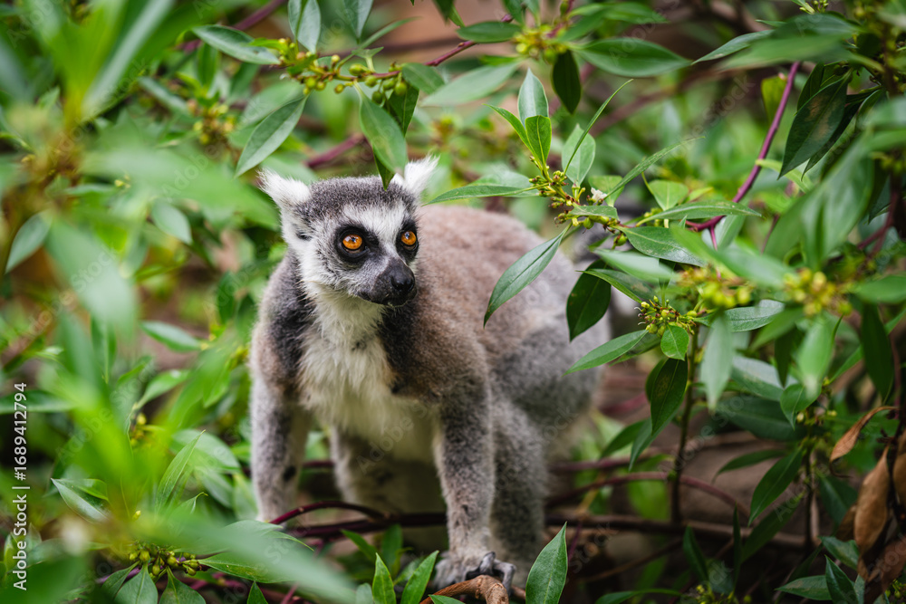 Obraz premium A shot of ring tailed lemur resting on a tree branch during sunny day in the zoo. High quality photo