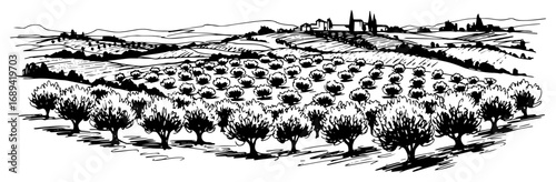 Hand drawn Mediterranean olive grove landscape sketch
