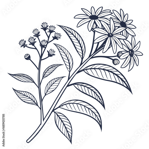 helianthus tuberosus on white background 