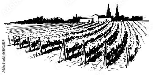 Vineyard countryside rows sketch vector