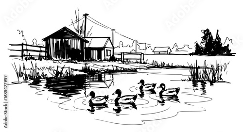 Ducks swimming on rural farm pond sketch
