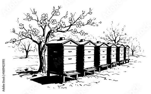 Apiary with beehives under a blooming tree sketch