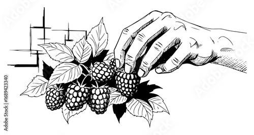 Hand picking fresh berries from a bush sketch