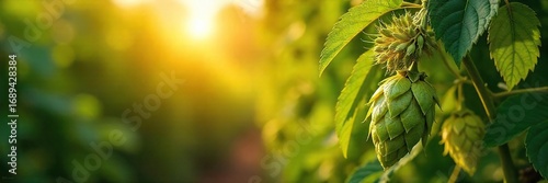 Golden sunlight streams through the leaves illuminating a bountiful harvest of ripe hops and barley, ready for brewing , fall, october, harvest time