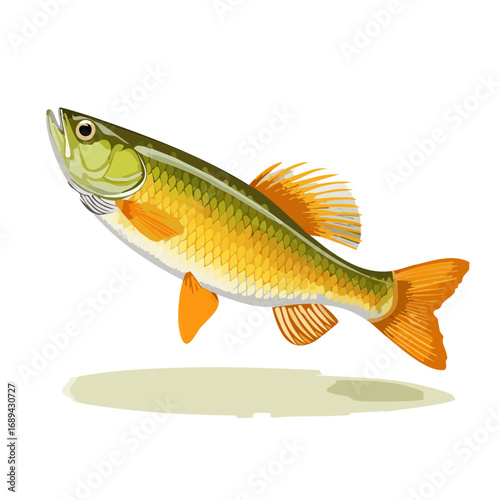 Stylized illustration of a freshwater fish in vibrant green and gold tones on a black background. Aquatic wildlife theme.