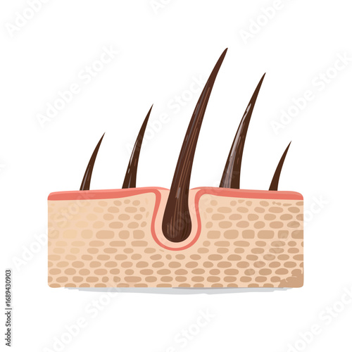 Hair growth illustration skin cross section, hair follicle anatomy medical diagram showing human dermal layers.
