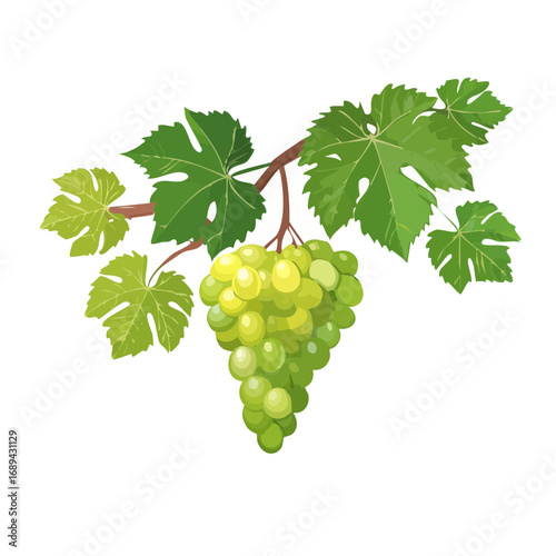 Illustration of a bunch of fresh, green grapes hanging from a vine with leaves against black background.
