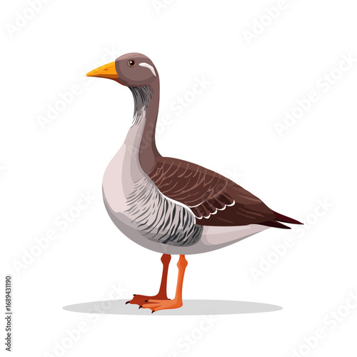 Illustration of a brown goose standing sideways with bright orange legs and feet