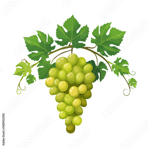 Green grape bunch with leaves, ripe fruit, cartoon style, isolated on black. Healthy food. Vine grapes, illustration, vector, object, element.