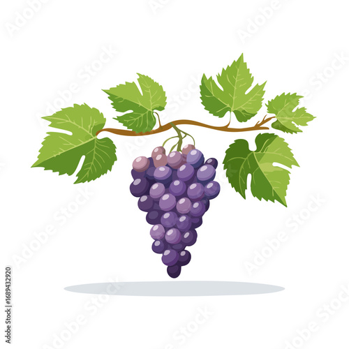 Illustration of purple grapes hanging on a branch with green leaves against black background