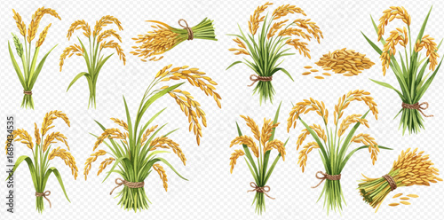 A detailed collection of ripe rice plants, showing golden ears, green stalks, tied sheaves, and loose grains.