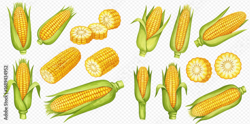 A collection of ripe yellow corn cobs, illustrated whole with green husks, peeled, and cut into slices.