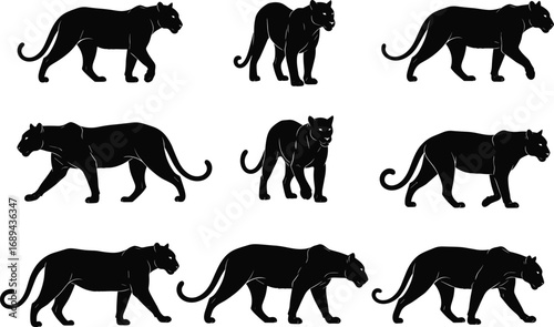 Black panther walking silhouette vector, wild animal illustration, big cat pose collection, jungle wildlife clipart, feline motion art