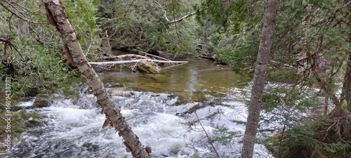 river in the forest