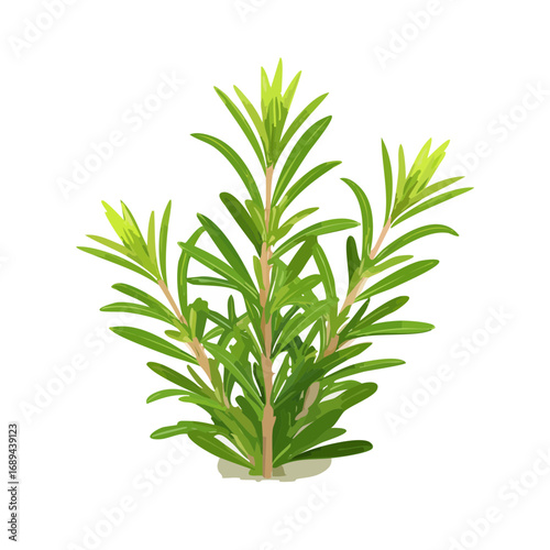 Stylized rosemary sprig illustration, culinary herb, isolated on black backdrop