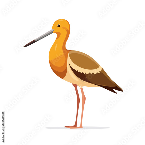 Isolated illustration of an orange, brown and white wading bird on a white and black backdrop.