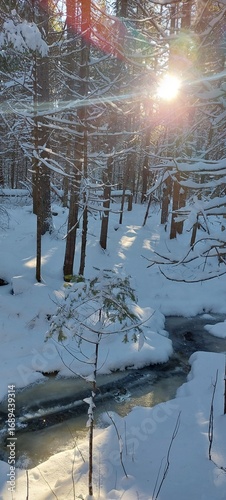 forest in winter