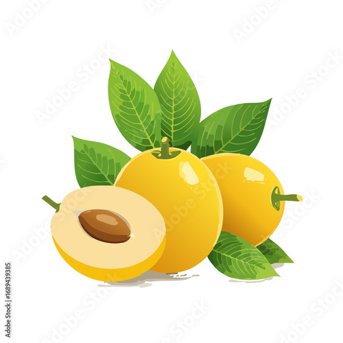 Loquat fruit with leaves isolated on black background Tropical fruit still life vector illustration