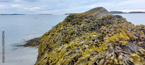 seaweed on the beach
