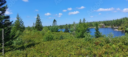 forest in the mountains