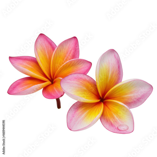 Two exquisite pink to yellow gradient Plumeria blossoms side-by-side, one with sparkling dewdrop, on transparent background, clean minimalist studio shot, natural perfection concept