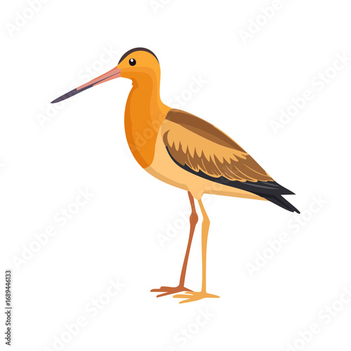 Illustration of a standing orange shorebird with long beak on a black background