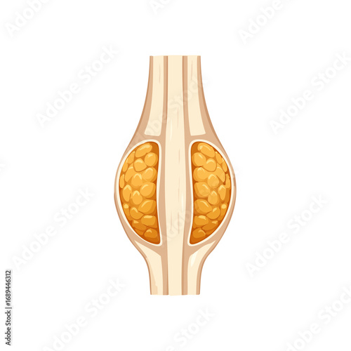 Anatomical cross section illustration of fat cells within connective tissue anatomy science medicine healthcare illustration body