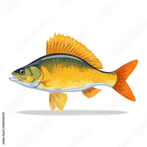Detailed illustration of a golden perch against a black background Swimming underwater nature marine life and wildlife species