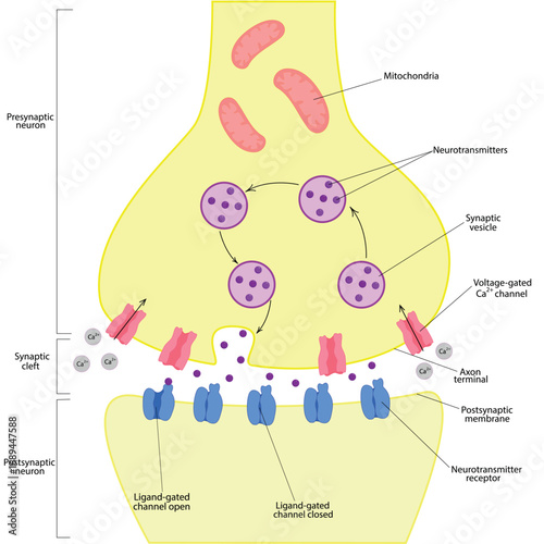 Adobe Illustrator Artwork. Synapse, anatomy structure