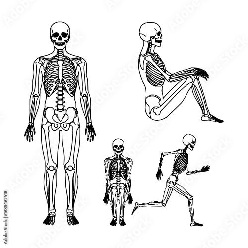 Illustrations of four human skeletons in various poses against a white background. One stands upright