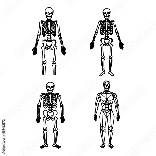 Illustration depicting four human skeletons in various poses. The skeletons are styled simply, emphasizing bones