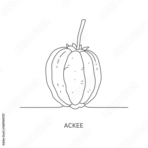 Line Drawing of an Ackee Fruit