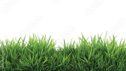 Lush green grass isolated on white background perfect for spring summer designs and landscaping projects showcasing nature and growth