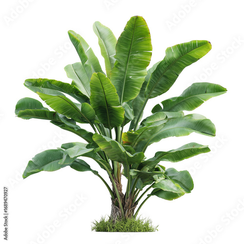 Lush banana tree plant with broad green leaves isolated on a clean